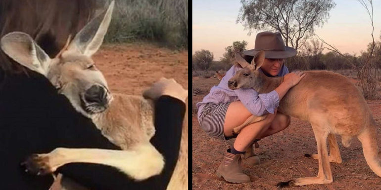 Rescued Kangaroo Can’t Stop Hugging The Volunteers Who Saved Her Life (pics & vid)
